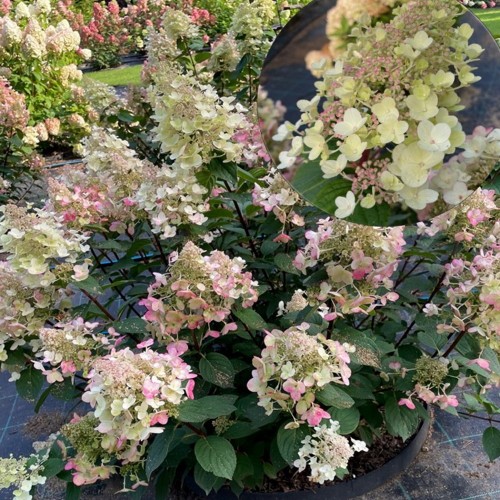 Hydrangea paniculata 'Bee Happy' - Aedhortensia 'Bee Happy' C2/2L